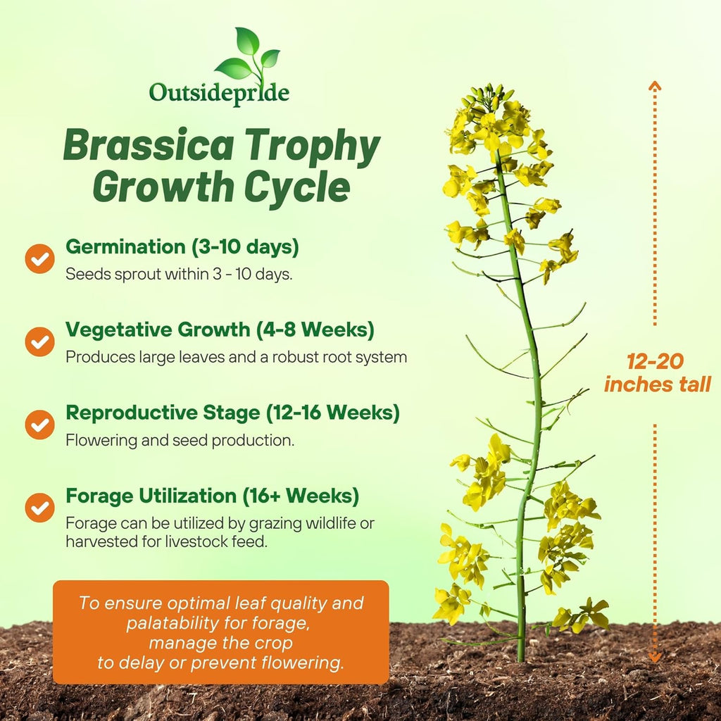 Outsidepride Trophy Forage Rape Seed - 1 Lb Heat, Cold & Drought-Tolerant Brassica Food Plot Seed, Ideal for for Deer & Livestock Grazing, Fall Planting, Soil Improvement, & Erosion Control