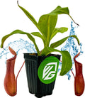 Alata Pitcher Plant - Nepenthes Live Carnivorous Plant by Wellspring Gardens - Easy to Grow Starter Bulbs Great for Nature Lovers & Gardeners - Outdoor & Indoor Aquatic Planting