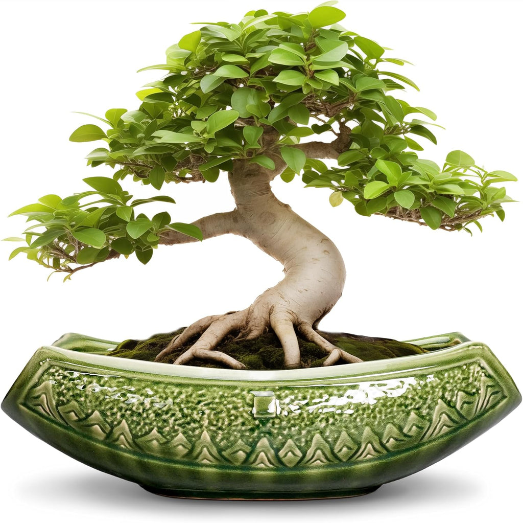 Bonsai Planter 18 Inch - Large Ceramic Succulent Pots with Drainage Hole, Bonsai Pots for Indoor Outdoor Plant, Ceramic Flower Pot, Decorative Plant Pot, Garden Decor, Housewarming Gift, Green