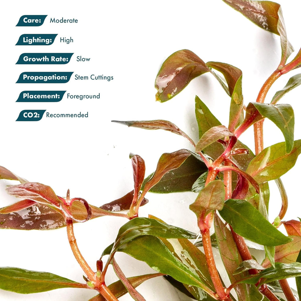SubstrateSource Live Plants - Alternanthera reineckii ‘Mini’ - Bright Red to Pink Foreground Stem Plant for High Light, CO₂ Aquascaping, Compact Growth Red, Pink, Purple Accent - Lead Bunch