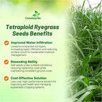 Outsidepride Ryegrass Seeds - 50 lb. Annual, Hardy & Fast-Growing, Cover Crop Seeds for Planting Glossy Dark Green Grass Leaves, Ideal for Hay Foraging, Pasture Grazing & Erosion Control