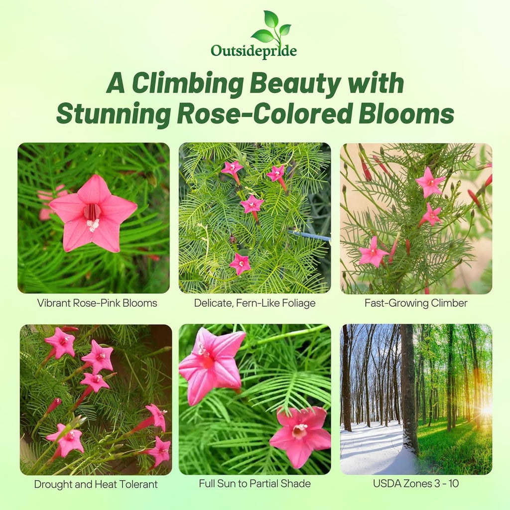 Outsidepride Rose Cypress Vine Seeds - 200 Pcs Annual Flower Seeds with Nectar-Rich, Star-Shaped Flowers & Feathery, Fern-Like Leaves for Fences, Trellises, Pergolas & Vertical Gardens