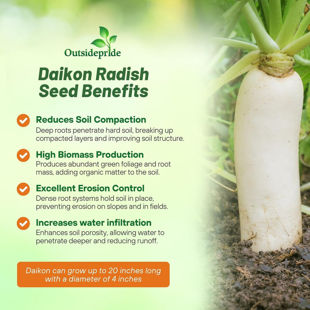 Outsidepride Annual Daikon Radish Seeds - 10 lbs. Chinese, Japanese, & Oriental Radish Seeds for Soil Health, Erosion Control, & Soil Aeration - Ideal for Gardens, Cover Crops, Pastures, & Food Plots