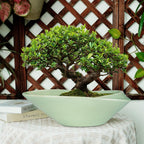 Ceramic Bonsai Pot - 18 Inch Planter with Drainage Hole Large Modern Bonsai Planter Decorative Succulent Flower Plant Pot for Indoor Plants Outdoor Green