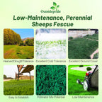 Outsidepride Sheeps Fine Fescue Grass Seed - 5 Lbs. Perennial Heat & Drought Tolerant Dense Green, Traffic-Resistant Turf for Shaded Environments w/OptiGrowth Coating for Seed Enhancement
