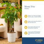 Costa Farms Money Tree Live Plant, Easy to Grow Houseplant Potted in Indoor Garden Pot, Pachira Bonsai in Potting Soil, Gift for Birthday, Housewarming, Thank You, Office and Home Decor, 3-4 Feet Tall