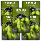 Midori Giant Soybean Seeds for Planting - Grow Protein-Rich Edamame Pods in Your Home Vegetable Garden - Non-GMO Heirloom Soy Bean - Survival Garden Seeds (5 Packs)