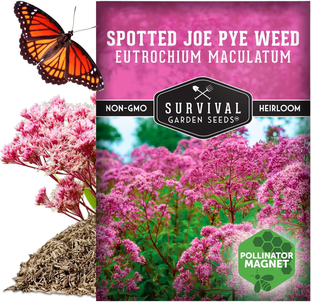 Survival Garden Seeds - Spotted Joe Pye Weed Seeds for Planting | Eutrochium maculatum | Butterfly Magnet | Perennial North American Native Wildflower - 1 Pack