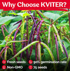 KVITER 75 Top Pick Pinkeye Cow Pea Seeds for Planting (Vigna Unguiculata) – Field Pea, Bush Purple Hull Peas, Heirloom & Organic | Peas & Beans – Vegetable Seeds for Outdoor Garden, Beds, Containers