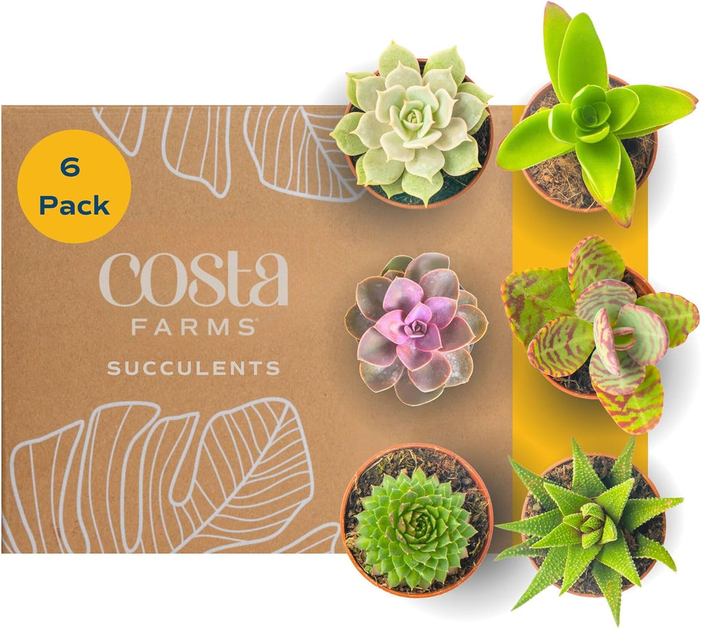 Costa Farms Mini Succulent Live Plants in Plastic Pots, Easy to Maintain Indoor Succulents, Houseplants for Home, Room, or Office Decor, House Warming or Birthday Gift, 2-3.5 Inches Tall, Pack of 6