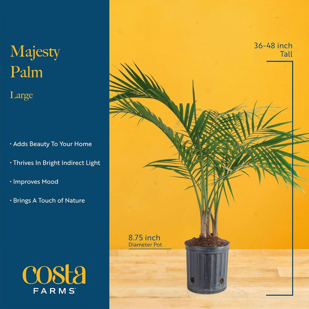 Costa Farms Majesty Palm Live Plant, Live Indoor and Outdoor Palm Tree, Potted in Modern Décor Planter, Tropical Floor Houseplant in Potting Soil, Great Patio, Balcony, Home Decor, 3-4 Feet Tall