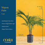 Costa Farms Majesty Palm Live Plant, Live Indoor and Outdoor Palm Tree, Potted in Modern Décor Planter, Tropical Floor Houseplant in Potting Soil, Great Patio, Balcony, Home Decor, 3-4 Feet Tall