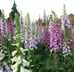 Clovers Garden Foxglove (Digitalis purpurea) Camelot Mix Plants – Two (2) Live Plants – Non-GMO - Not Seeds - Each 4" to 8" Tall – in 4" Inch Pots – Tall Flowering Spikes, Hummingbird Favorite