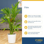 Costa Farms Majesty Palm Live Plant, Live Indoor and Outdoor Palm Tree, Potted in Modern Décor Planter, Tropical Floor Houseplant in Potting Soil, Great Patio, Balcony, Home Decor, 3-4 Feet Tall