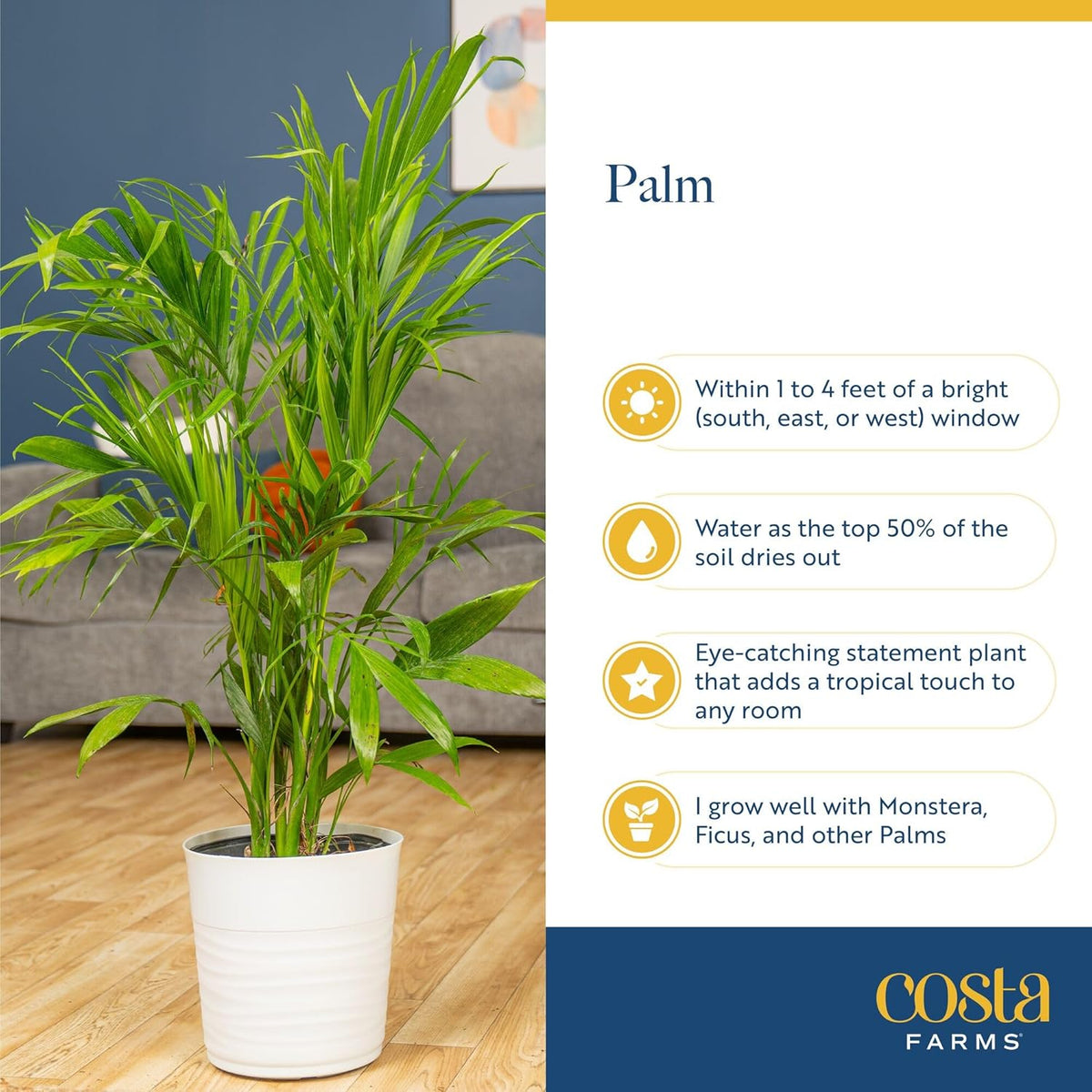 Costa Farms Majesty Palm Live Plant, Live Indoor and Outdoor Palm Tree, Potted in Modern Décor Planter, Tropical Floor Houseplant in Potting Soil, Great Patio, Balcony, Home Decor, 3-4 Feet Tall