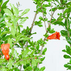 Wonderful Pomegranate 2 Gallon