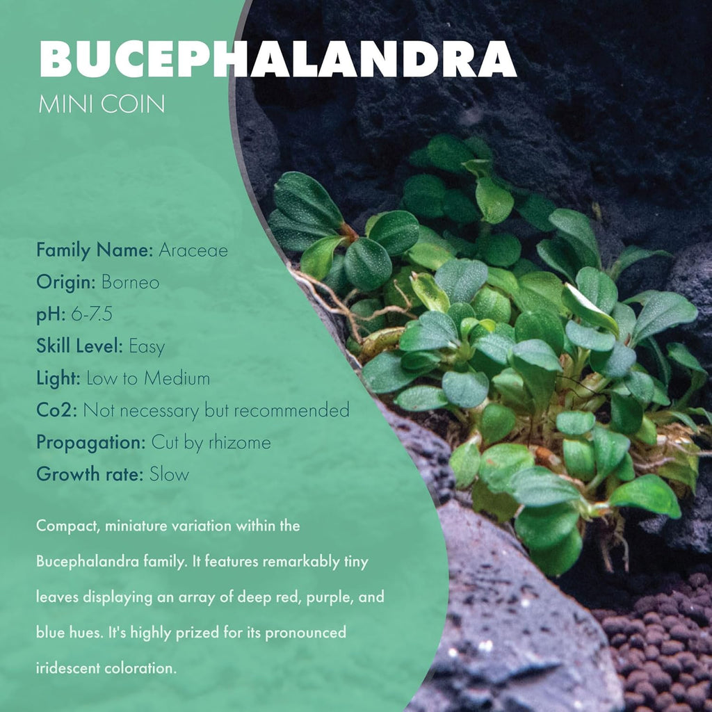 SubstrateSource Bucephalandra Mini Coin Potted Live Aquarium Plant - Natural Freshwater Fish Tank Decorations and Aquatic Décor