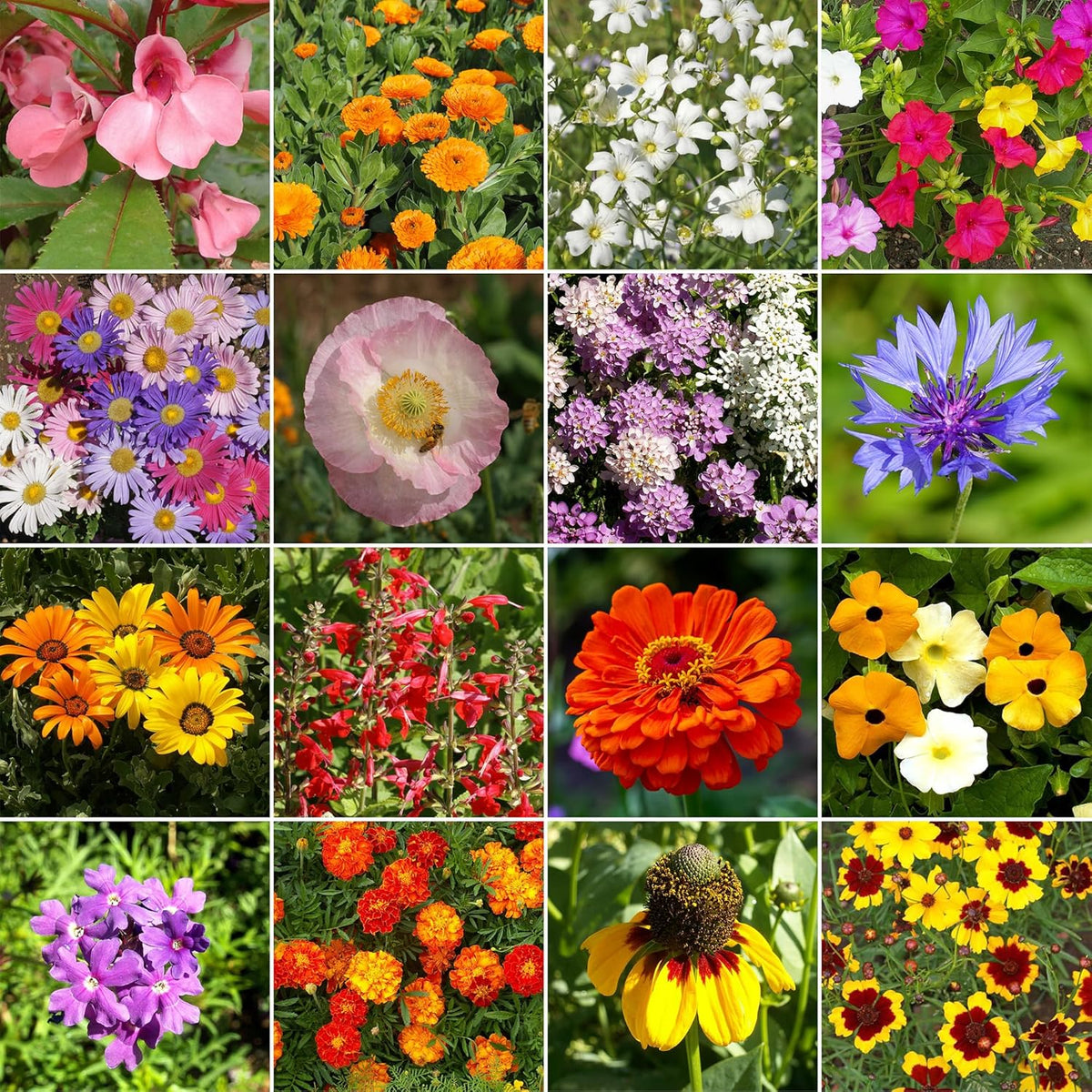 Ferry-Morse Hot, Dry Annual Mix Bulk Wildflower Seeds, 1lb