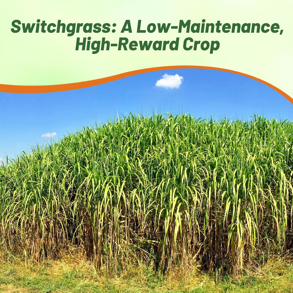 Outsidepride Switchgrass Seed - 10 lbs. Perennial Hardy, Drought & Flood Tolerant Native Grass Seed Ideal Fast-Growing Grasses for Erosion Control, Wildlife Forage & Food Plots, Thrives in Poor Soil