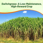Outsidepride Switchgrass Seed - 10 lbs. Perennial Hardy, Drought & Flood Tolerant Native Grass Seed Ideal Fast-Growing Grasses for Erosion Control, Wildlife Forage & Food Plots, Thrives in Poor Soil