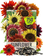 Seed Needs Sunflower Seeds to Plant Sunset Blend 7 Varieties Mix | 750+ Seeds Helianthus Annuus Heirloom Open Pollinated Bulk Flower Seed | Multicolored Sun Flowers Garden Favorite