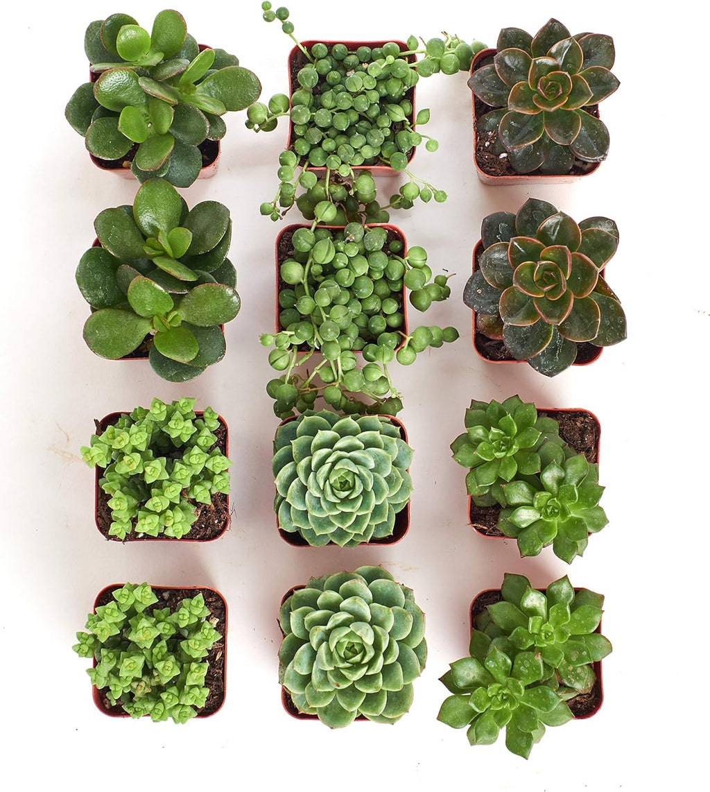 Shop Succulents | Verde Collection | Assortment of Hand Selected, Fully Rooted Live Indoor Green Succulent Plants, 12-Pack