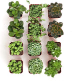 Shop Succulents | Verde Collection | Assortment of Hand Selected, Fully Rooted Live Indoor Green Succulent Plants, 12-Pack