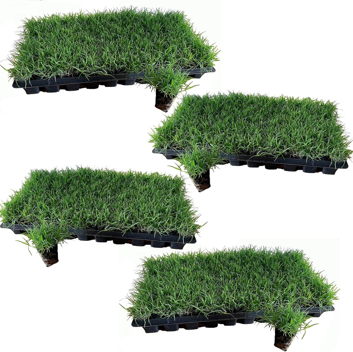 | Bermuda Grass Plugs - 200 Large Plugs, Fast Growing, Low Maintenance Green