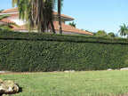 Creeping Fig Plant Ficus Pumila Climbing Vine - 30 Live Fully Rooted Plants