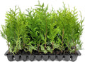 Thuja Green Giant | 40 Live Trees | Thuja standishii x plicata | Fast Growing Privacy Screen | Evergreen Landscape Plants for Borders