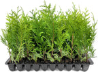 Thuja Green Giant | 40 Live Trees | Thuja standishii x plicata | Fast Growing Privacy Screen | Evergreen Landscape Plants for Borders