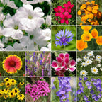 Ferry-Morse Rocky Mountain Mix Bulk Wildflower Seeds, 1lb