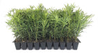 Podocarpus Japanese Yew | 40 Live Plants | Podocarpus Macrophyllus | Evergreen Shrub, Low Maintenance, Drought Tolerant, Privacy Screen Landscaping, Fast Growing, Ornamental Foliage