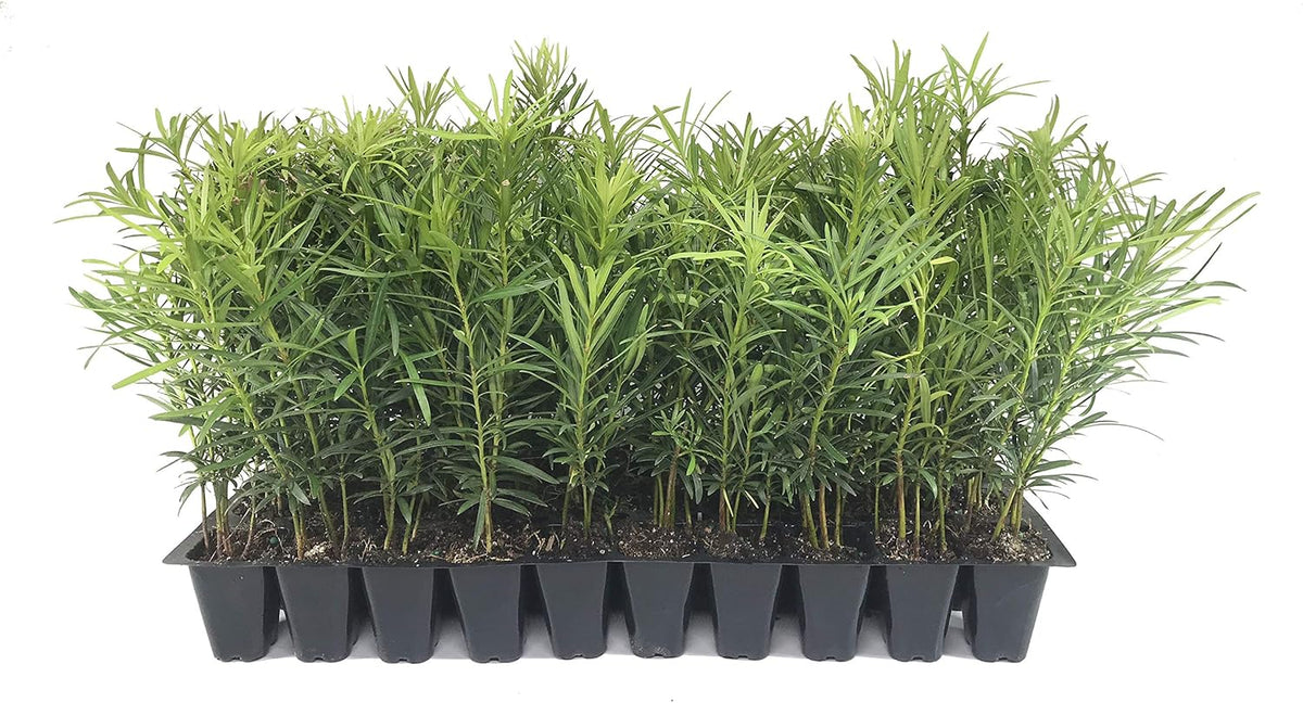 Podocarpus Japanese Yew | 40 Live Plants | Podocarpus Macrophyllus | Evergreen Shrub, Low Maintenance, Drought Tolerant, Privacy Screen Landscaping, Fast Growing, Ornamental Foliage