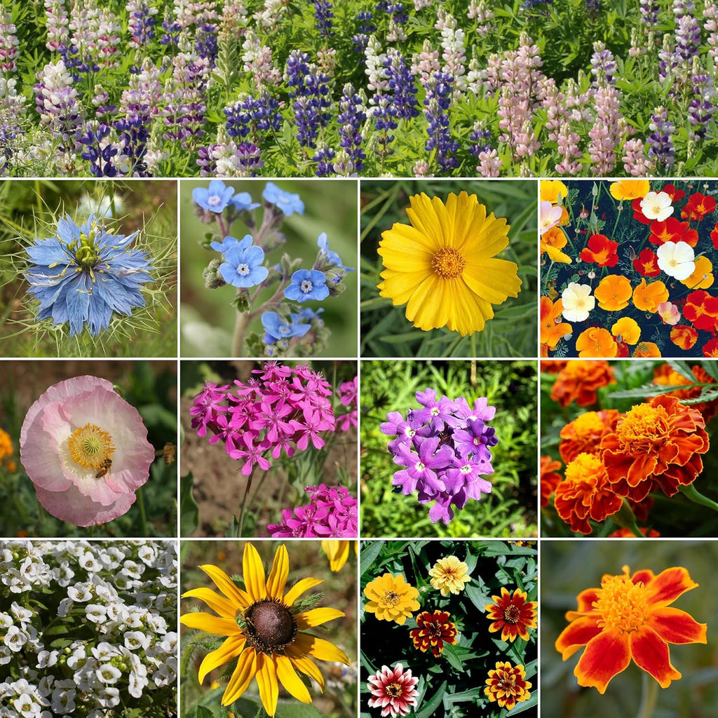 Ferry-Morse Colorscape Mix Bulk Flower Seeds, 1lb