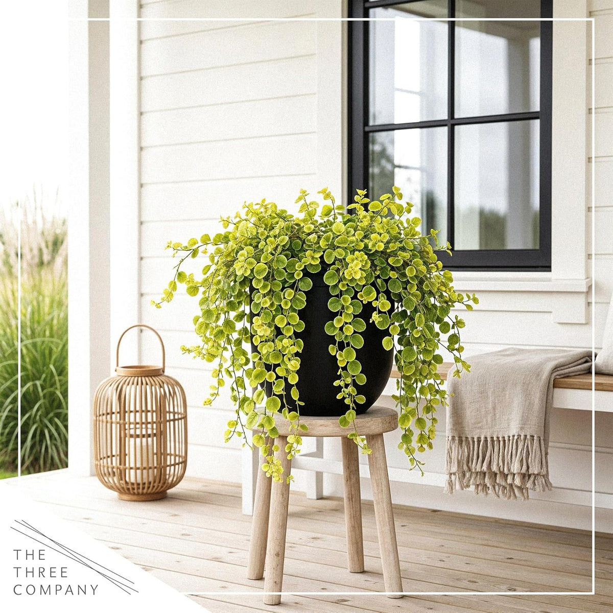 Creeping Jenny Live Plant (Lysimachia nummularia) - 2 Plants Per Pack - Healthy Trailing Perennial - Beautiful Accent Plant - 6" Tall by 4" Wide in 1 Pt Pot