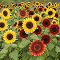 Ferry-Morse Red Shades Mix Bulk Sunflower Seeds, 1lb