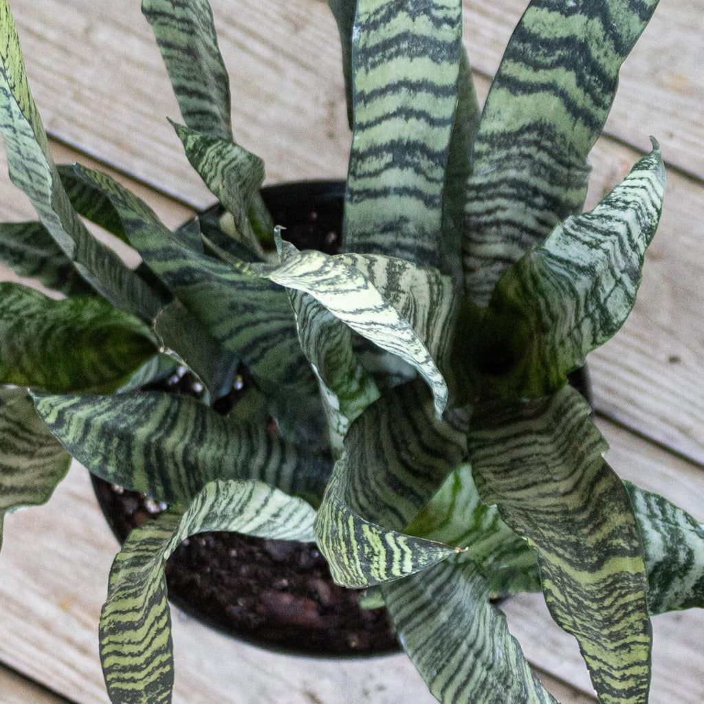 United Nursery Sansevieria Zeylanica Live Indoor Snake Plant 26-32 Shipping Size Shipped Fresh in 9.25 Grower Pot