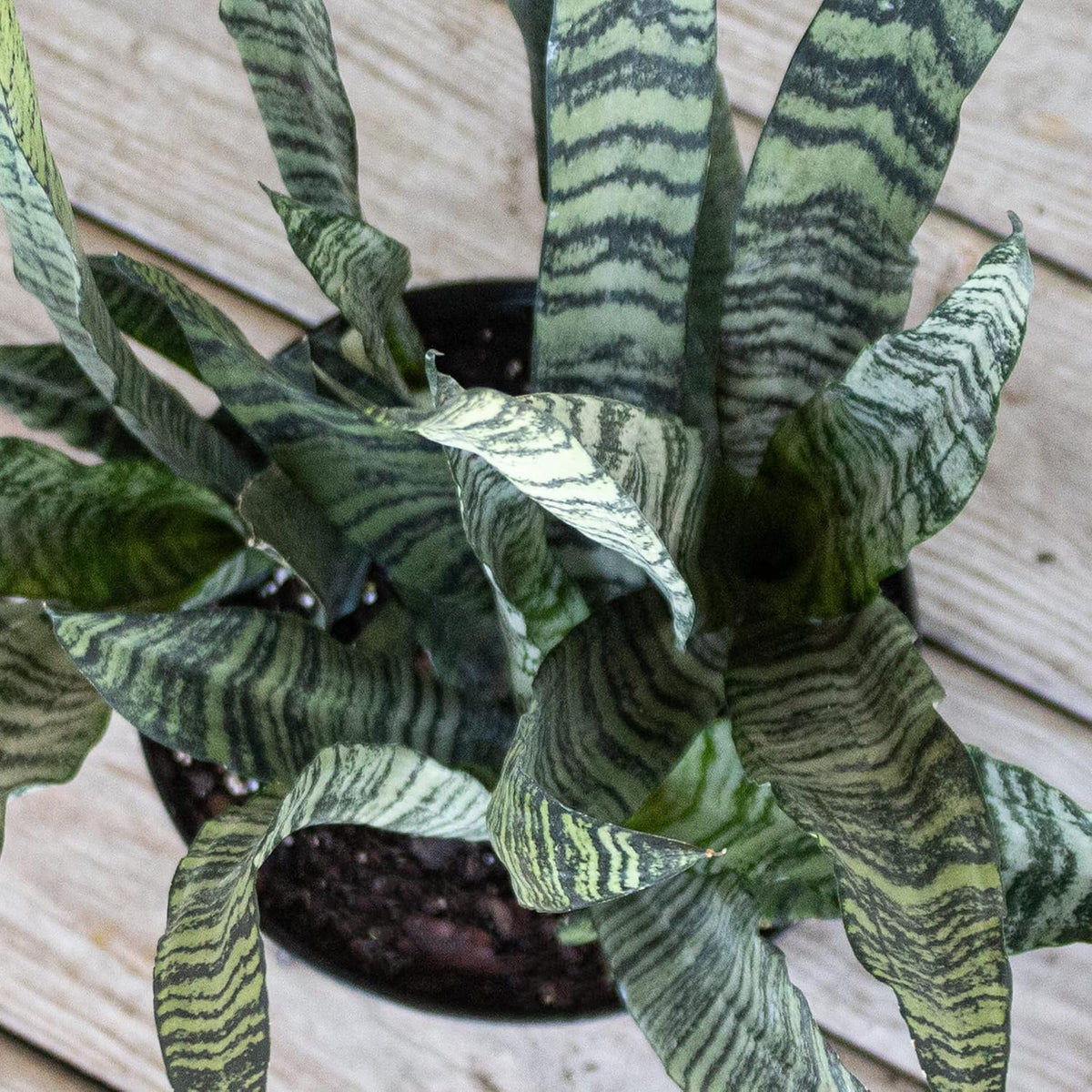 United Nursery Sansevieria Zeylanica Live Indoor Snake Plant 26-32 Shipping Size Shipped Fresh in 9.25 Grower Pot