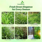 Outsidepride Carex Fresh Look Ornamental Grass Seed – 100 Pcs. Perennial, Low-Maintenance, Drought-Tolerant Grass Seeds with Low Growing Foliage for Borders, Ground Covers, & Outdoor Living Spaces