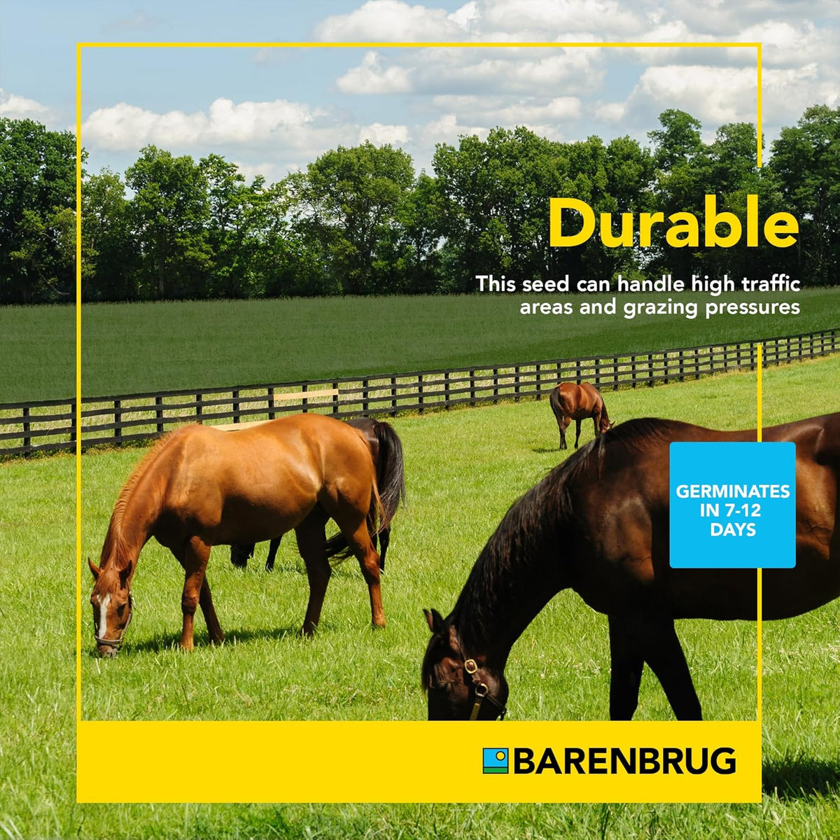 Pasture Seed, 25 lb 23094