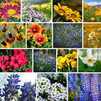 Southwestern Wildflower Seeds Bulk – 1/4 lb, 160,000+ Seeds – Native Desert Flower Mix – Annual & Perennial Wildflower Seed for Pollinators and Dry Climates