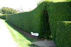 Curled Leaf Privet - Ligustrum Japonicum Recurvifolium - 30 Live Plants - Evergreen Flowering Privacy Hedge