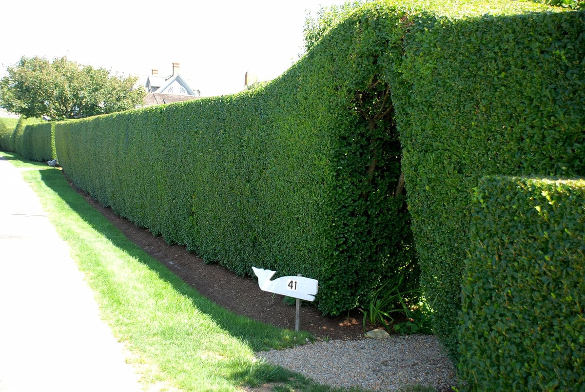 Ligustrum Curled Leaf Privet | 10 Live Plants | Ligustrum Japonicum 'Recurvifolium' | Ornamental Shrub | Privacy Hedge Plants