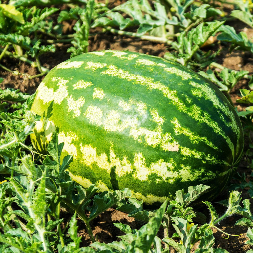 Watermelon Seeds - All Sweet - 1 Lb ~6,400 Seeds - Citrullus lanatus - Farm & Garden Vegetable/Fruit Seed - Non-GMO, Heirloom, Open Pollinated, Annual