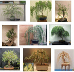 Ultimate Willow Bonsai Bundle - 9 Types of Exotic Willow to Grow as Bonsai