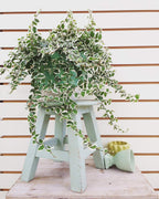 Variegated Creeping Fig Vine - Ficus Pumila Variegata - 10 Live Fully Rooted 2 Inch Plants - Climbing Ivy