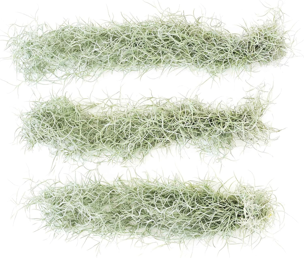 6 Pack Thick Colombian Spanish Moss Live Strands with Wire Hook - Tillandsia Usneiodes - Live Tillandsia Succulent House Plants - Home and Garden Decor - Easy Care Indoor and Outdoor Plants