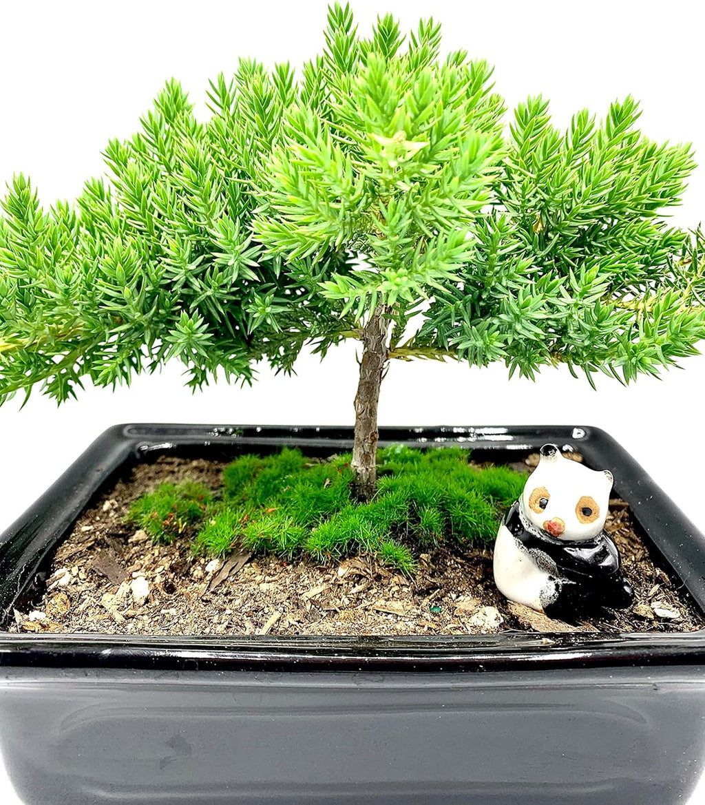 Live Dwarf Juniper Bonsai Tree 4-5years Old with Cute Ceramic Panda | Juniper or Jade Bonsai Tree | Indoor/Outdoor | 100% Handcrafted| Home and Office Décor | Best Gift for Holiday