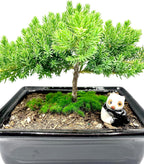 Live Dwarf Juniper Bonsai Tree 4-5years Old with Cute Ceramic Panda | Juniper or Jade Bonsai Tree | Indoor/Outdoor | 100% Handcrafted| Home and Office Décor | Best Gift for Holiday